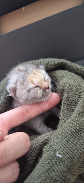 Котенок в хорошие руки