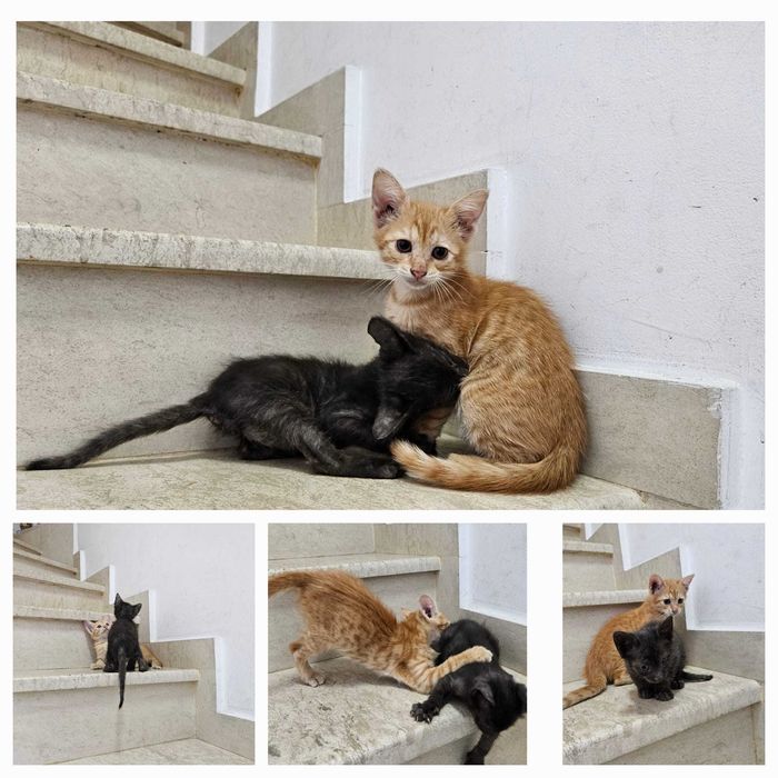 Подарявам малки котета