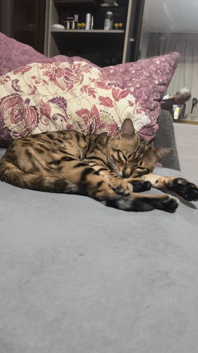 Пропал кот ... Бенгал ,мальчик.