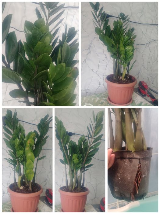 Рост 70см два клубня