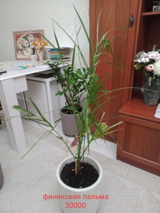 Продам комнатные цветы