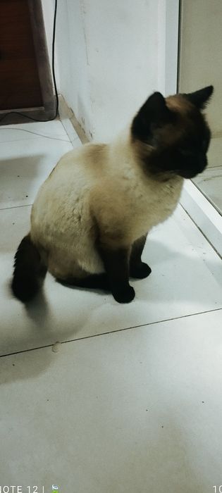 Muwik sotiladi arzon narxda