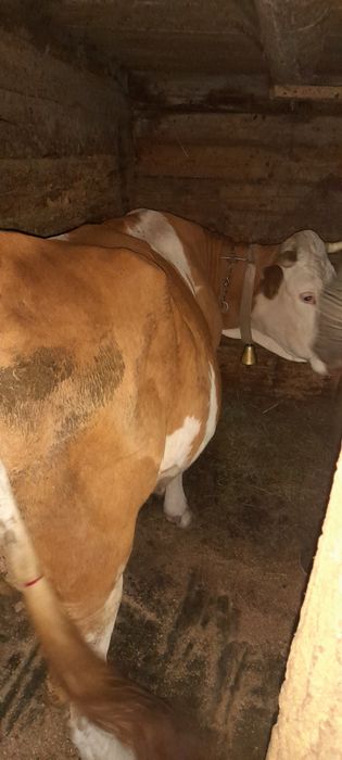 Vând vaca bună de lapte