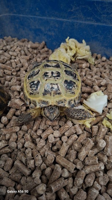 Отдам даром черепах