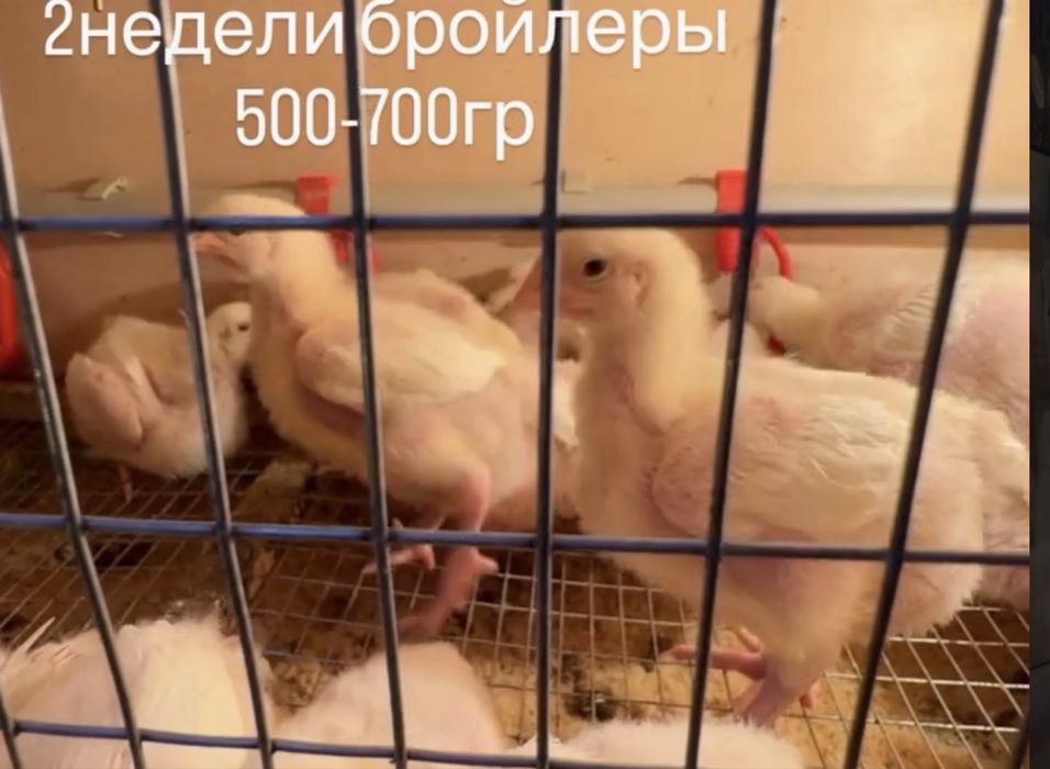 Бройлеры выводок ,циплята