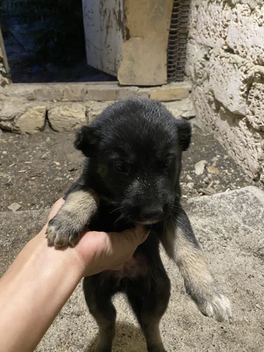 Алабай күшіктер арзанға беріп жіберем