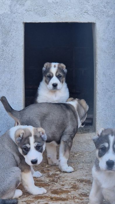 Средноазиатска овчарка