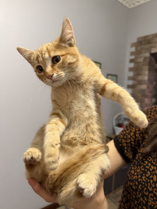 Котенок бесплатно