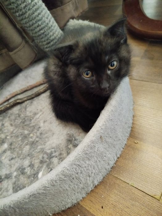 Котик полукровка