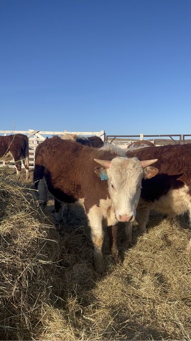 Ақбас бұқа сатылады