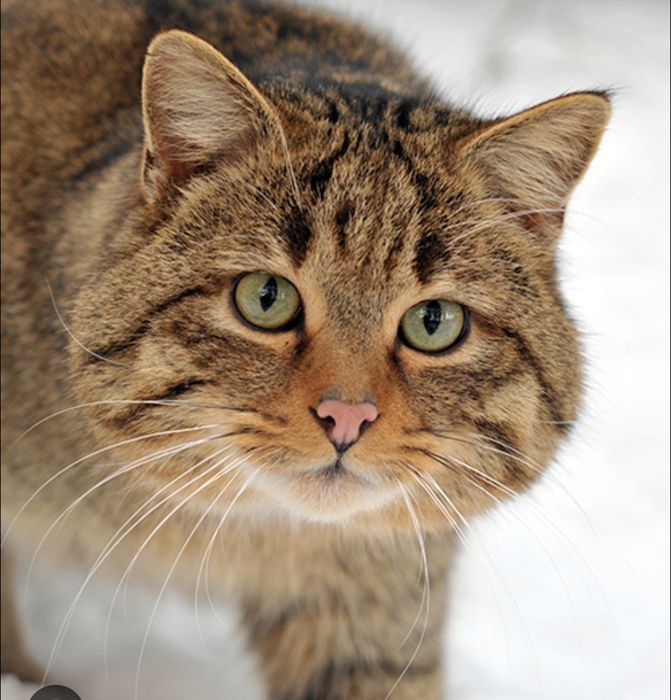 Google pixel 8 128gb