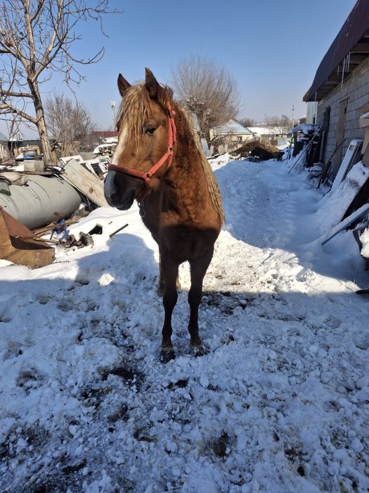 Продам жеребца срочно