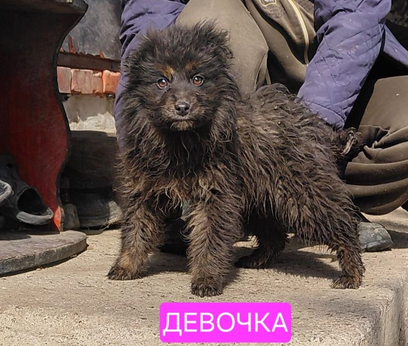 Щенки, бесплатно, беспородные