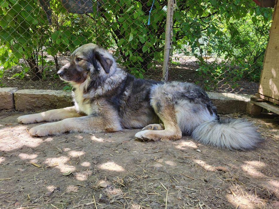 Mascul Ciobanesc Carpatin