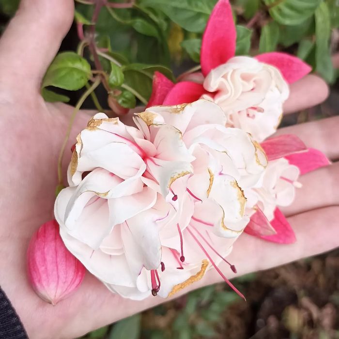 Укоренёные черенки махровых фуксий