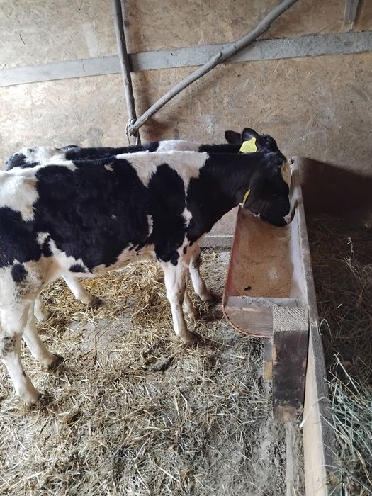 Tăurași înțărcați