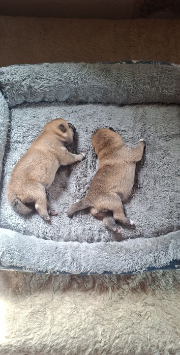 Щенки Сиба-ину Сибаину мальчики