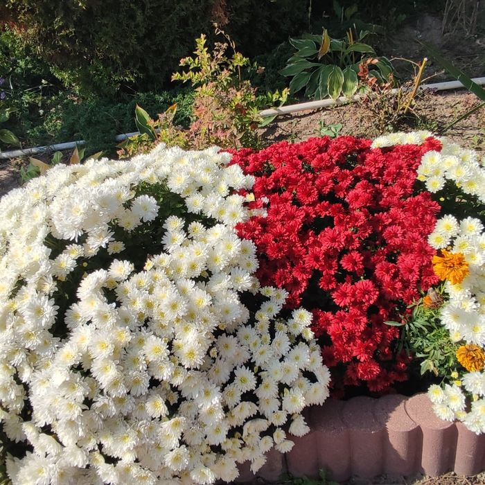 Распродажа Саженцов Цветов