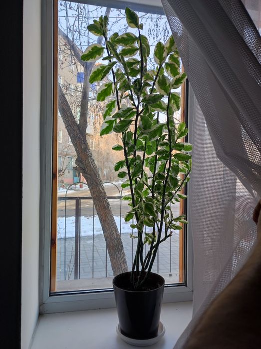 Педилантус укоренённые отростки