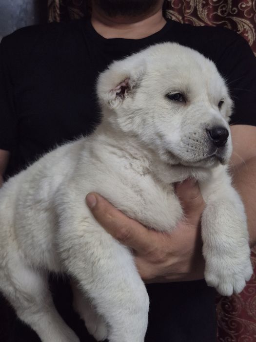 Щенок супер тяж боец