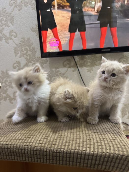 Хайленд страйт сотилади 2 ойлик энди болади