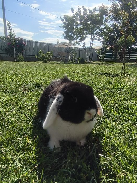 Holland Lop femeluță