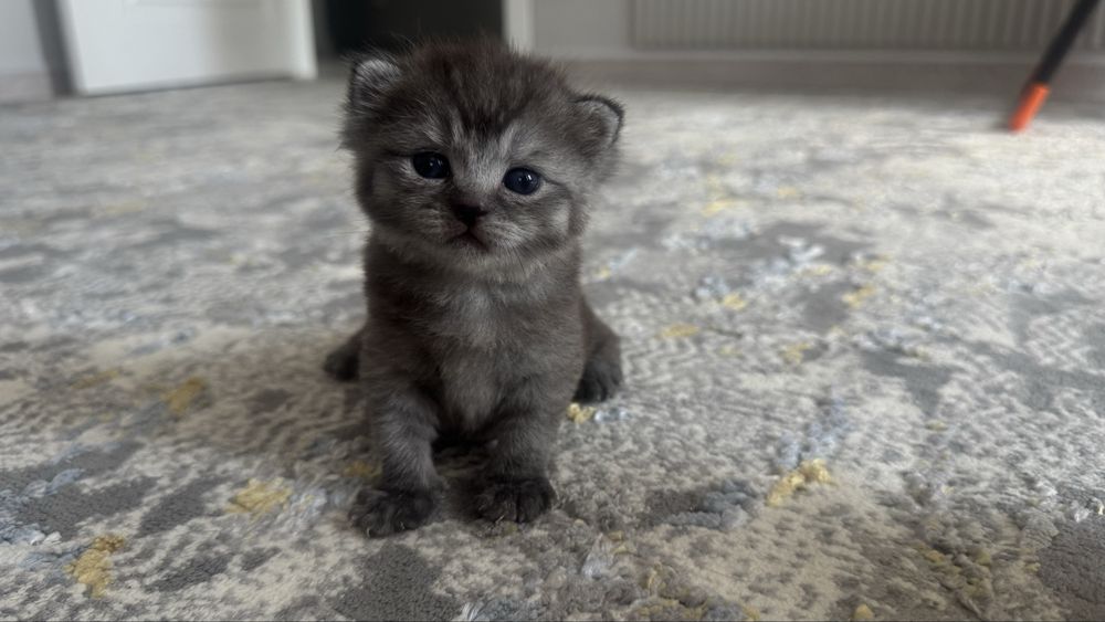 Продается Скоттиш Фолд мальчик