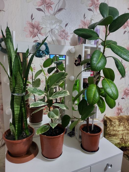 Домашние цветы продаем