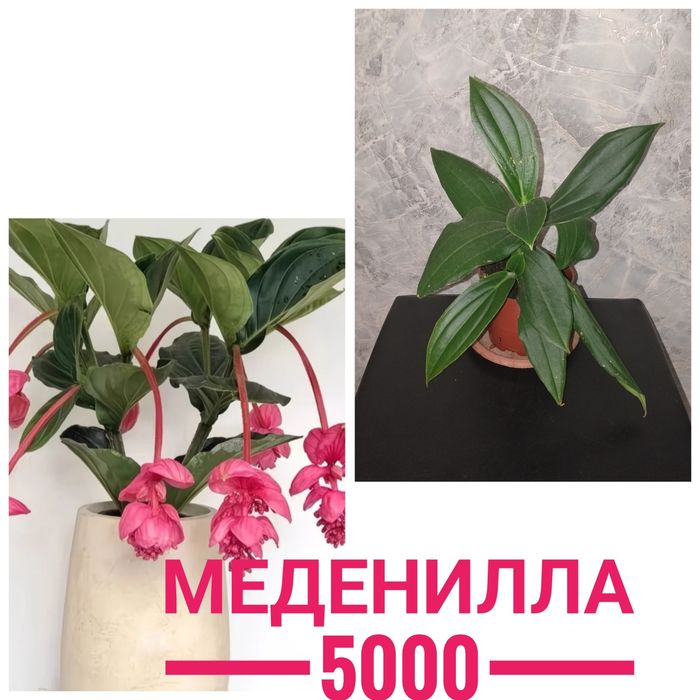 Цветы   комнатные