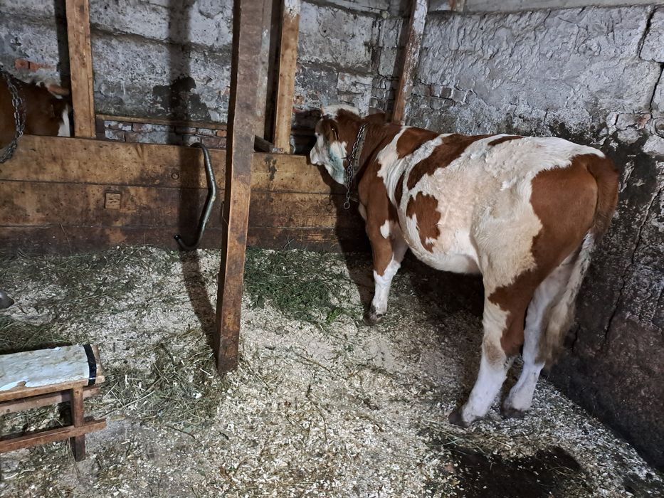Vaca si vițucă .