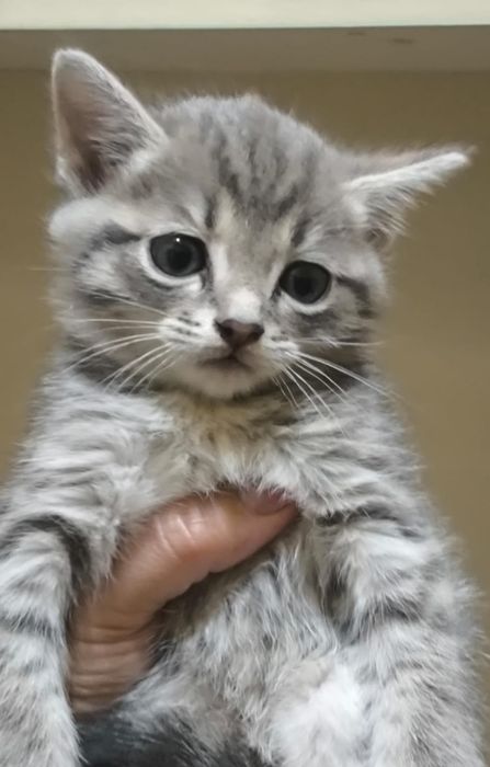 Котята хорошие добрые руки