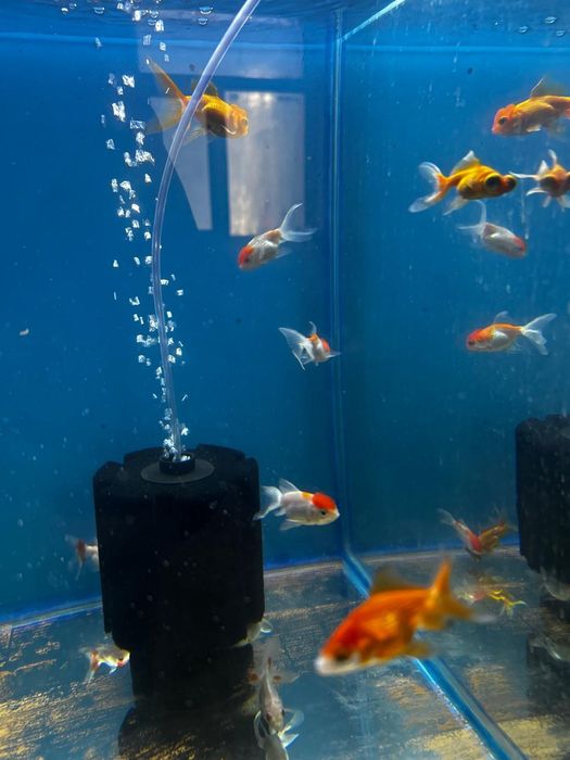 Аквариумные рыбки