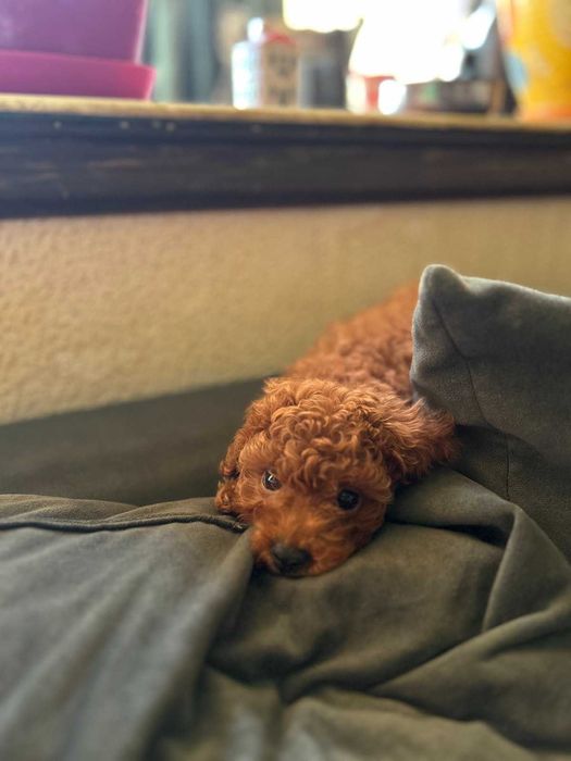 Той пудел - мини