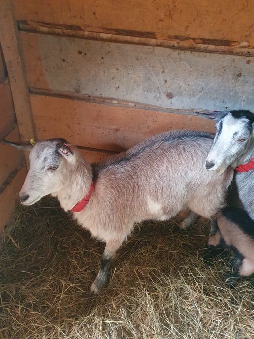 Iada carpatina montata