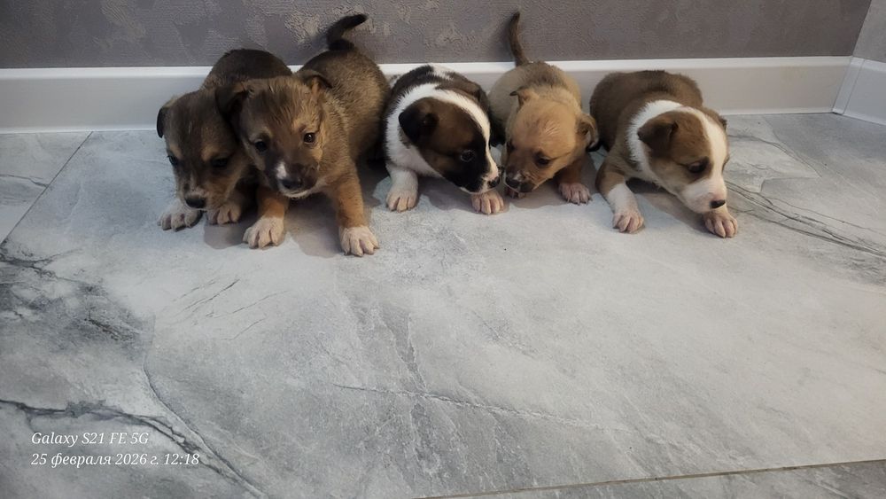 Отдам в добрые руки