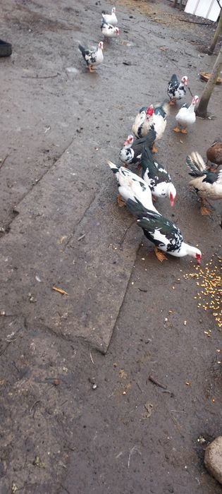 Vând rate și rățoi mute