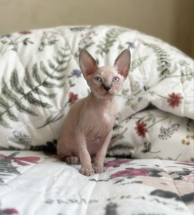 Котята канадского сфинкса