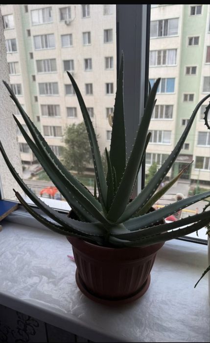«Лечебные цветы»