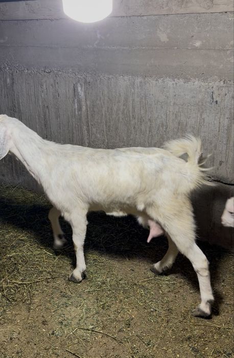 Битал ешкі лагымен сатылады