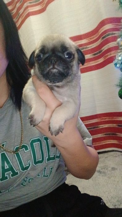 Продаются щенки мопса