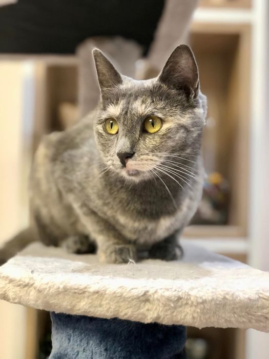 Кошечка ищет семью