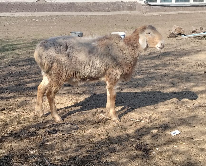 Кошкар сатылады 2 жасар