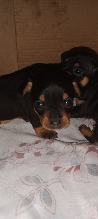 Прекрасные щенки мини той