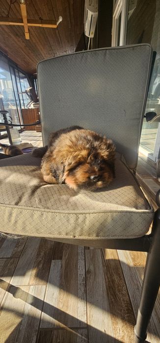 Тибетски мастиф с родословие