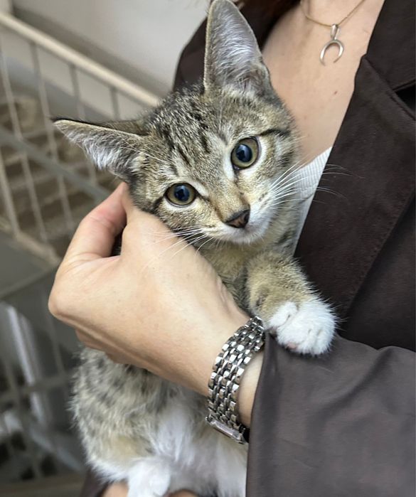 Отдам котят бесплатно