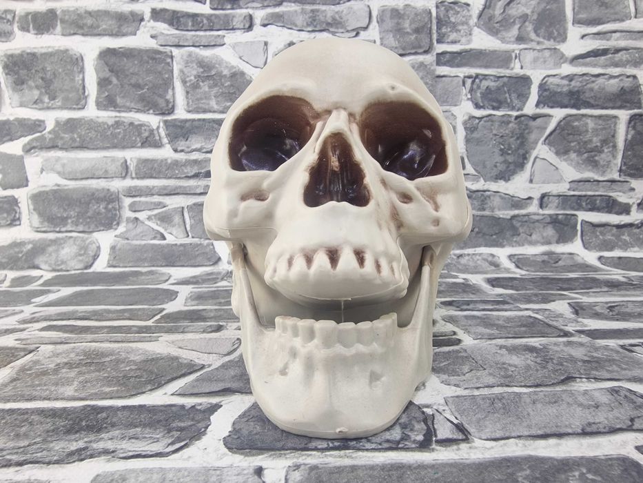Череп Модел Глава