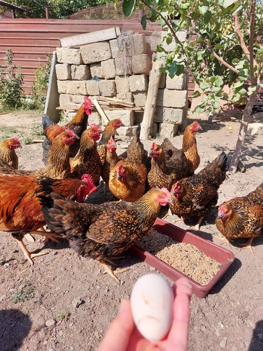 Инкубационные яйца Кучинских