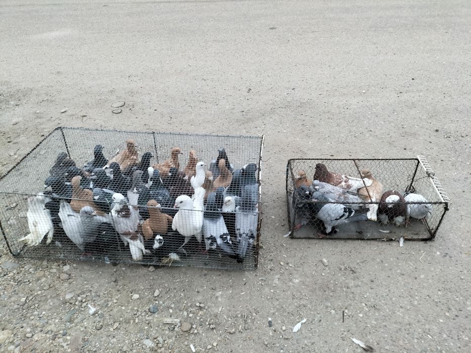 Porumbei de vânzare