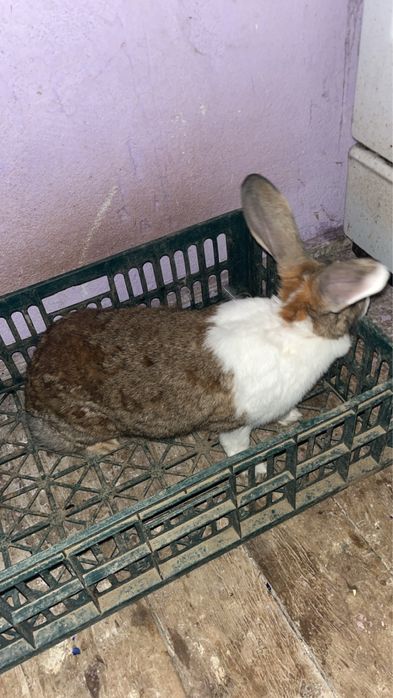 vand iepuroaice  diferite rase