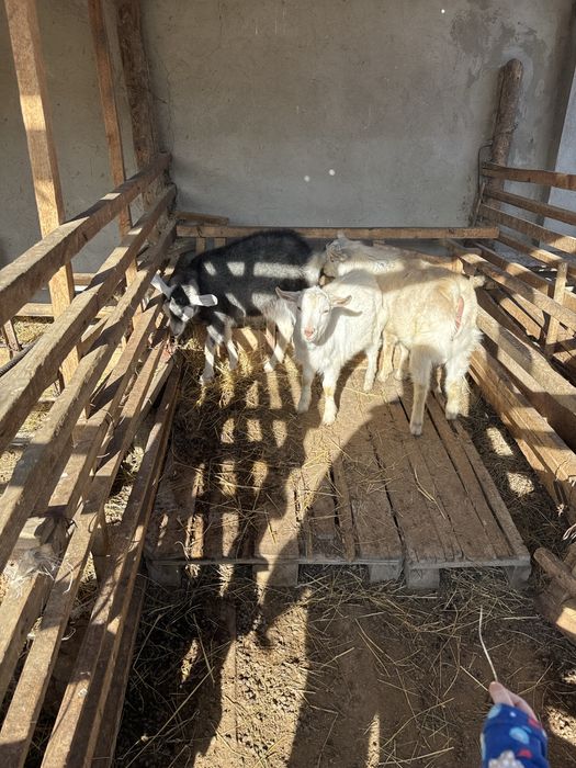 Срочно ешкилер сатылады